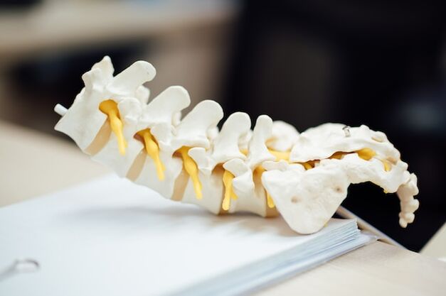İnsan omurgasının anatomik modeli